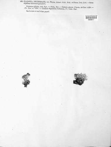 Cladonia image